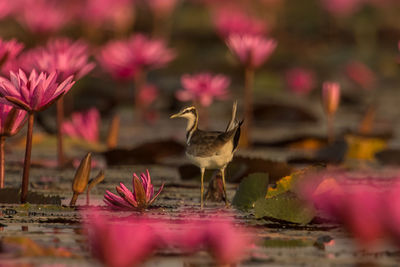 Close-up of pink lotus water lily