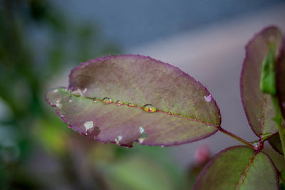 Close-up of water drops on leaf