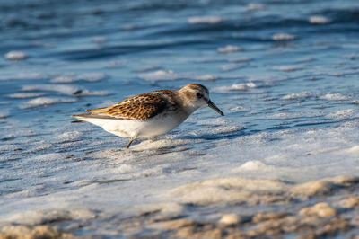 Close-up of bird perching on snow