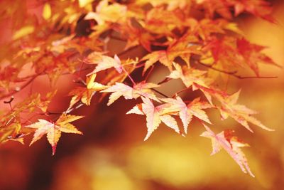 Close-up of maple leaves during autumn