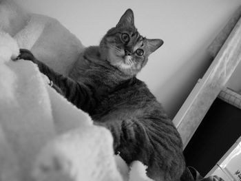 Portrait of a cat looking away at home