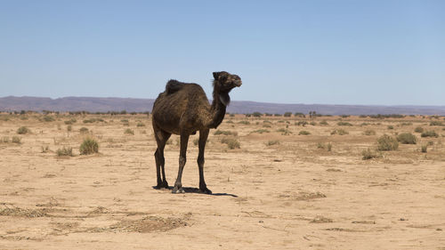 Camel standing on fedett field against clear sky