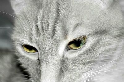 Close-up portrait of cat