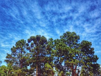 Low angle view of trees against sky