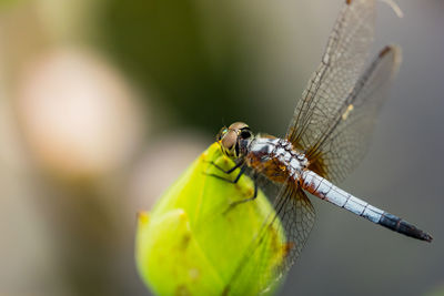 Close-up of dragonfly on leaf