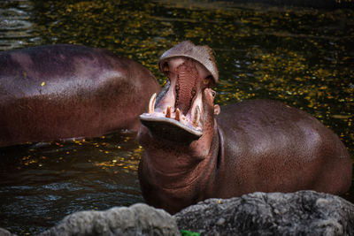 Close-up of crocodile