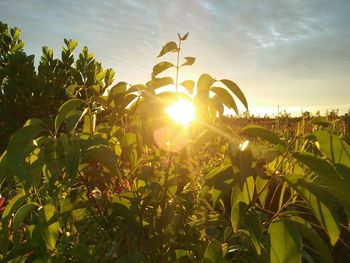 Plants growing on field against sky during sunset