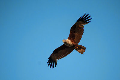 Low angle view of eagle flying in sky