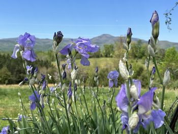 Close-up of purple flowering plants on field