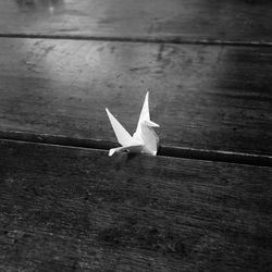 Close-up of bird on wooden table