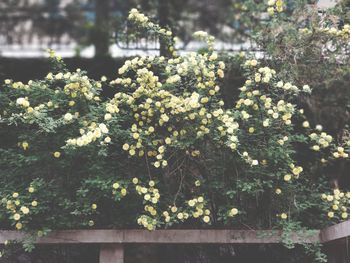 View of flowering plants and trees in garden