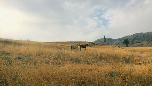 View of horse on field against sky