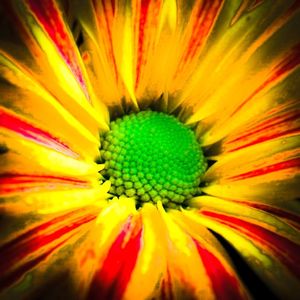 Detail shot of yellow flower