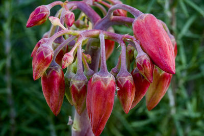 Close-up of red flowering plant