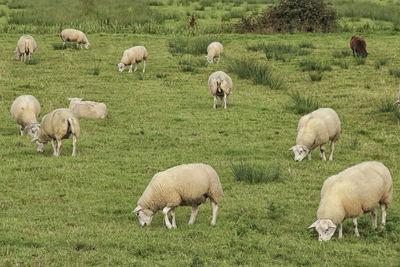 Sheep grazing in pasture