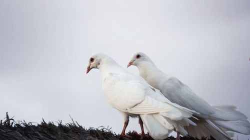 Pigeons in the beach. turkey tail breed.