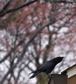 Low angle view of bird perching on tree trunk