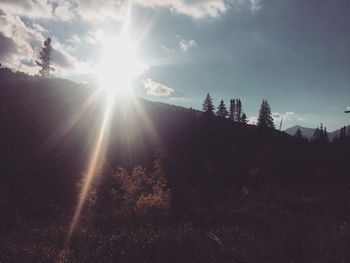 Low angle view of sunlight streaming through silhouette trees