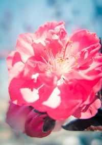 Close-up of pink flowers blooming outdoors