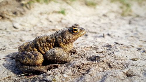 Close-up of lizard on rock