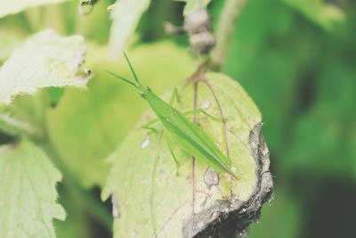 Close-up of insect on leaves