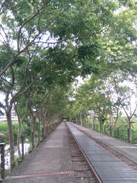 Road along trees