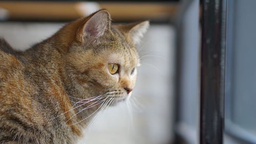 Close-up of a cat looking away