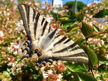 Close-up of butterfly perching on plant