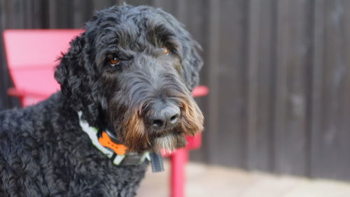 Close-up portrait of a dog