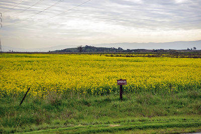 Scenic view of oilseed rape field against sky