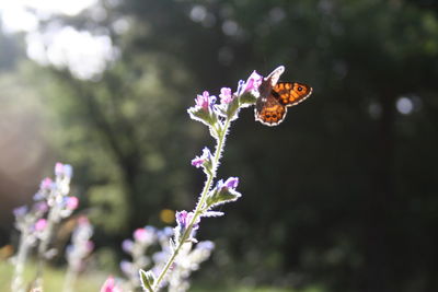 Close-up of butterfly pollinating on purple flower