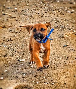 Close-up of dog on field