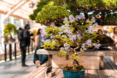 Miniature tree of natural syringa bonsai on a display in botanical garden