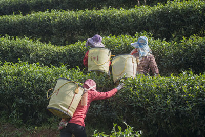 Rear view of people harvesting tea