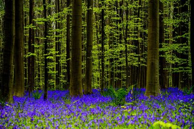 Purple flowering plants in forest