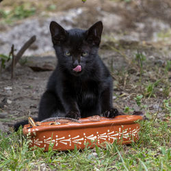 Portrait of black cat on field