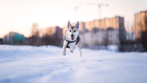 Portrait of dog running in snow