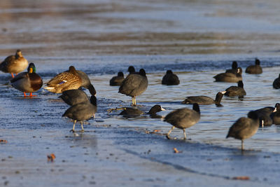 Mallard and the coot on the frozen soderica lake, croatia