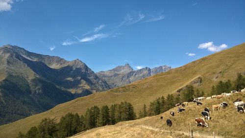 Mountains landscape with cows on pasture