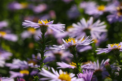 Close-up of purple daisy flowers