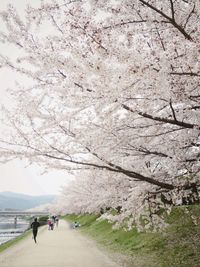 Woman with umbrella on tree trunk