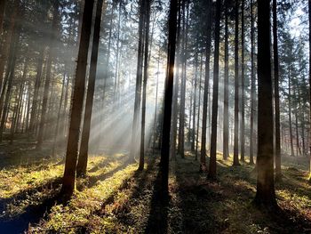 Sunlight streaming through trees in forest