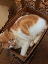 Close-up of cat relaxing on floor