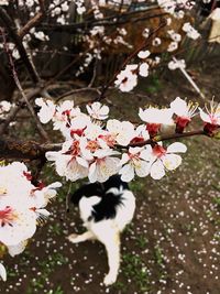 flowering plant