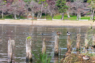 Birds perching on tree by lake