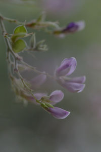 Close-up of flower against blurred background