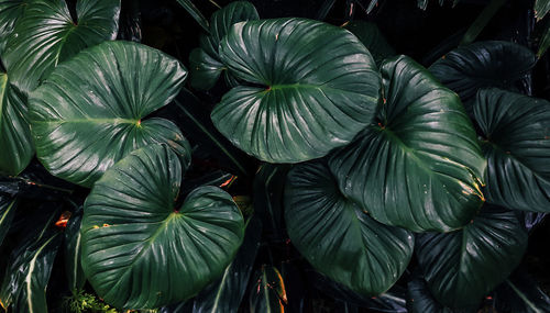 Full frame shot of plants