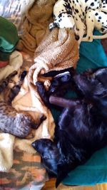 High angle view of dog on bed