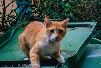 Portrait of ginger cat in back yard