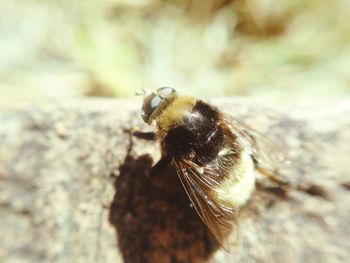 Close-up of bee on rock